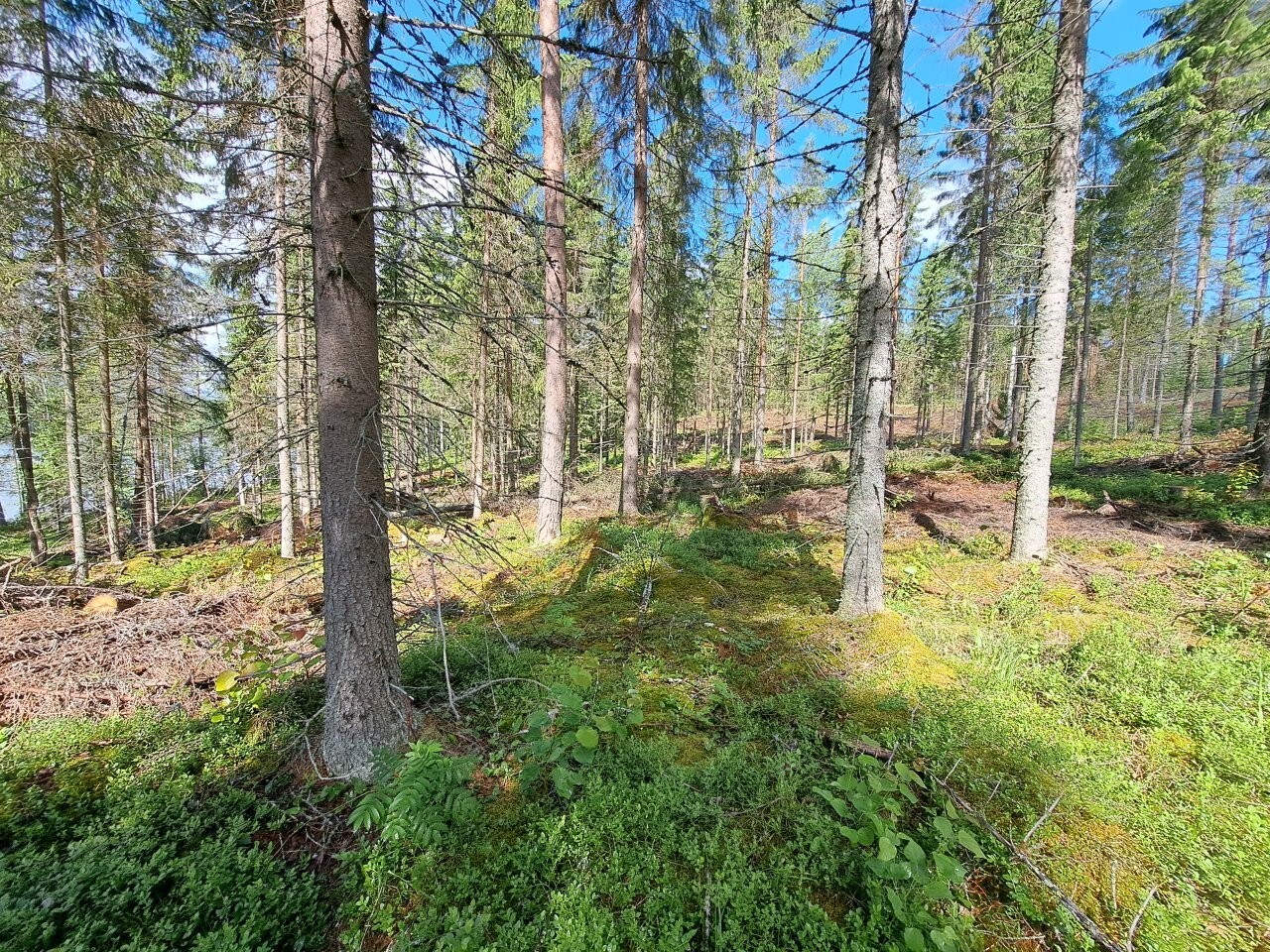 Aurinko paistaa kuusivaltaiseen sekametsään, sininen taivas pilkottaa puiden latvojen yllä.
