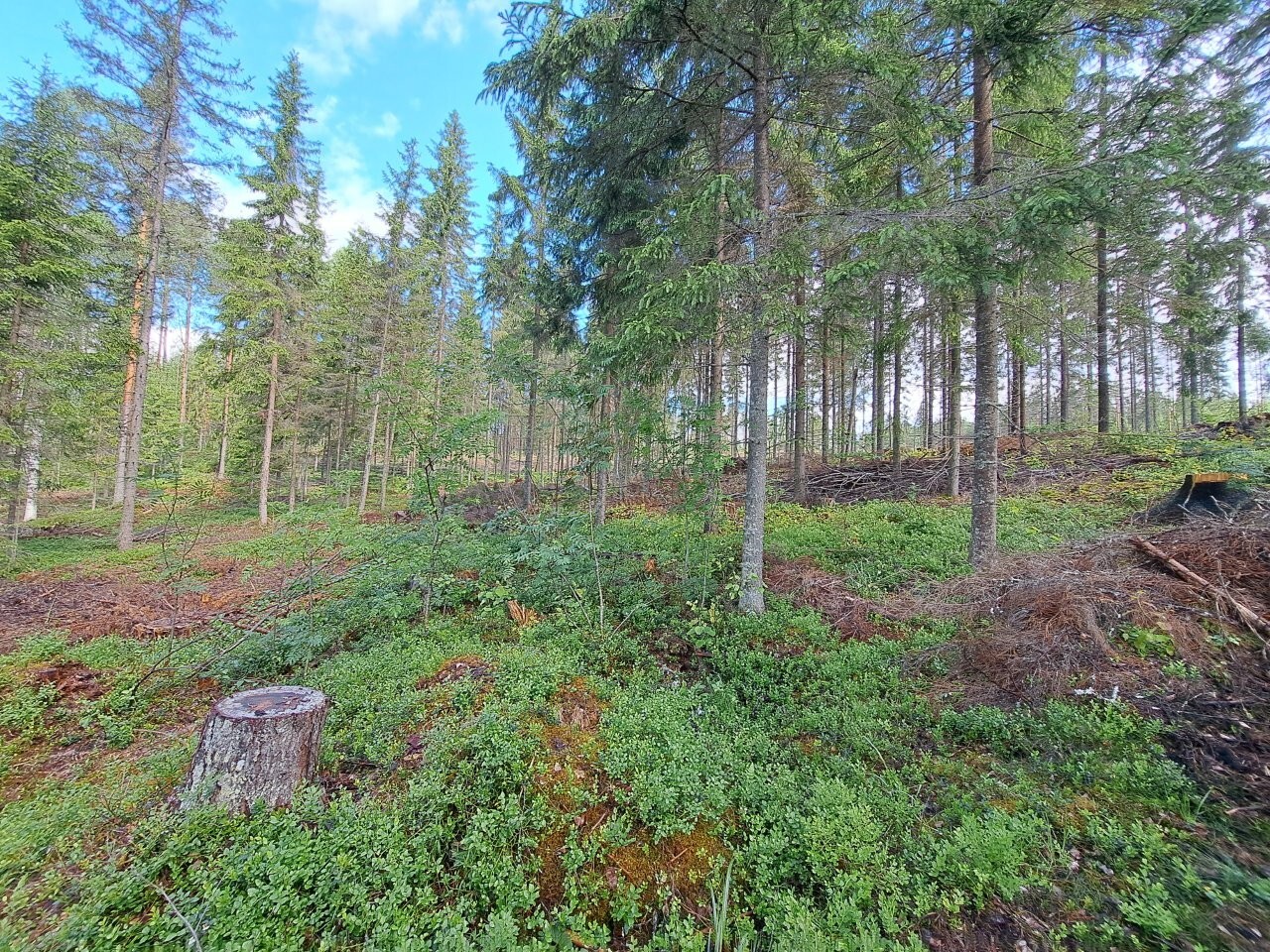 Kuusivaltaista sekametsää, maassa kasvaa varpuja, etualalla on kanto.