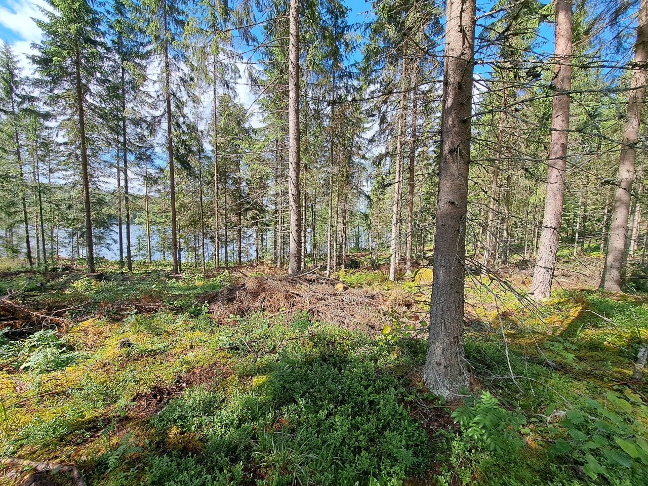 Aurinko paistaa kuusivaltaiseen sekametsään, sininen taivas pilkottaa puiden latvojen yllä.