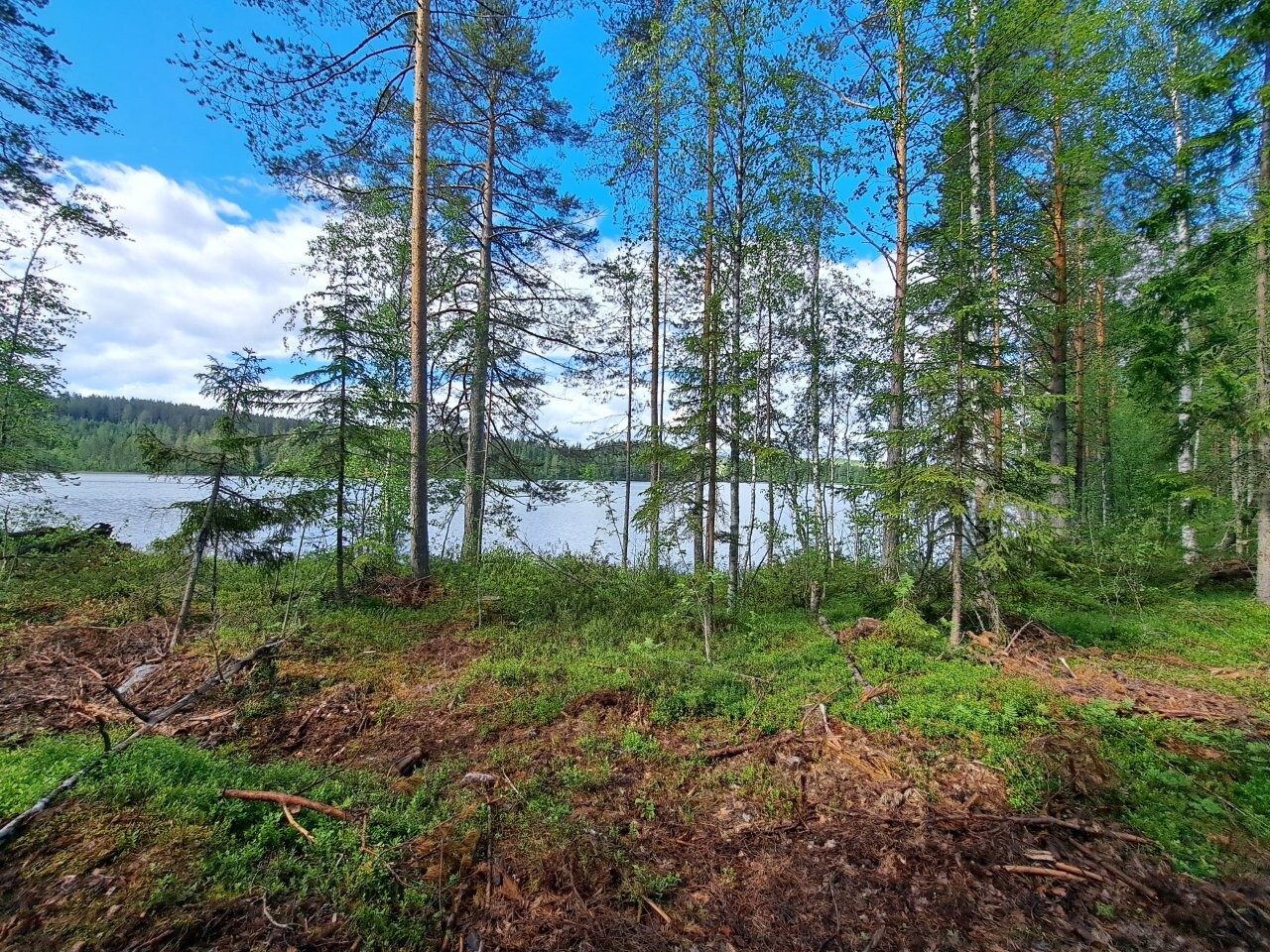 Rannalla kasvaa puita, järvi näkyy puiden välistä, taivaalla on valkoisia pilviä.