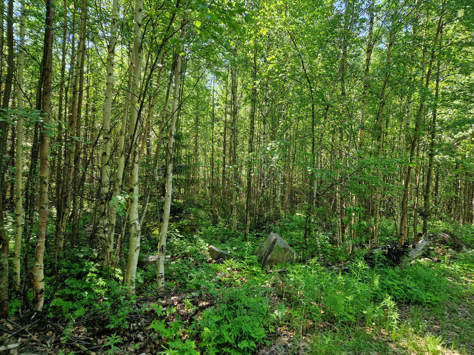 Tontin takamaastossa kasvaa lehtipuustoa