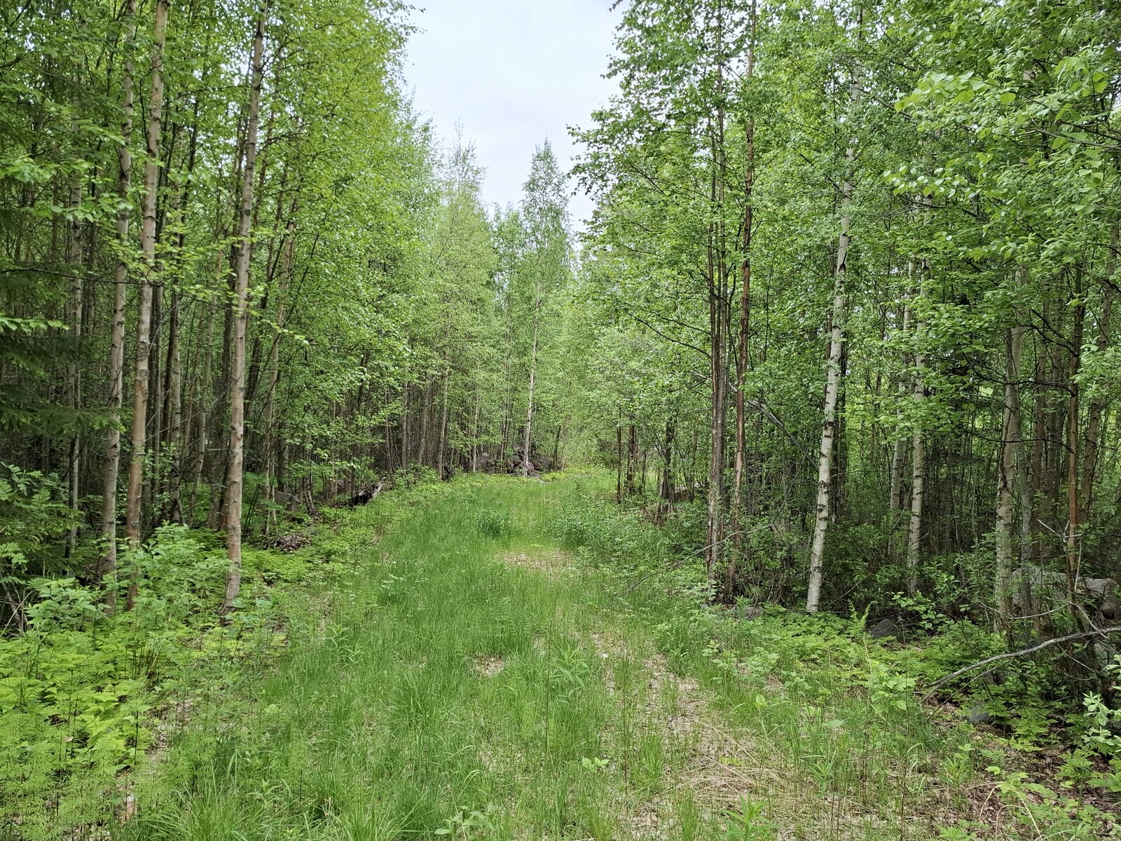 Tien pohjalla kasvaa vähän heinikkoa