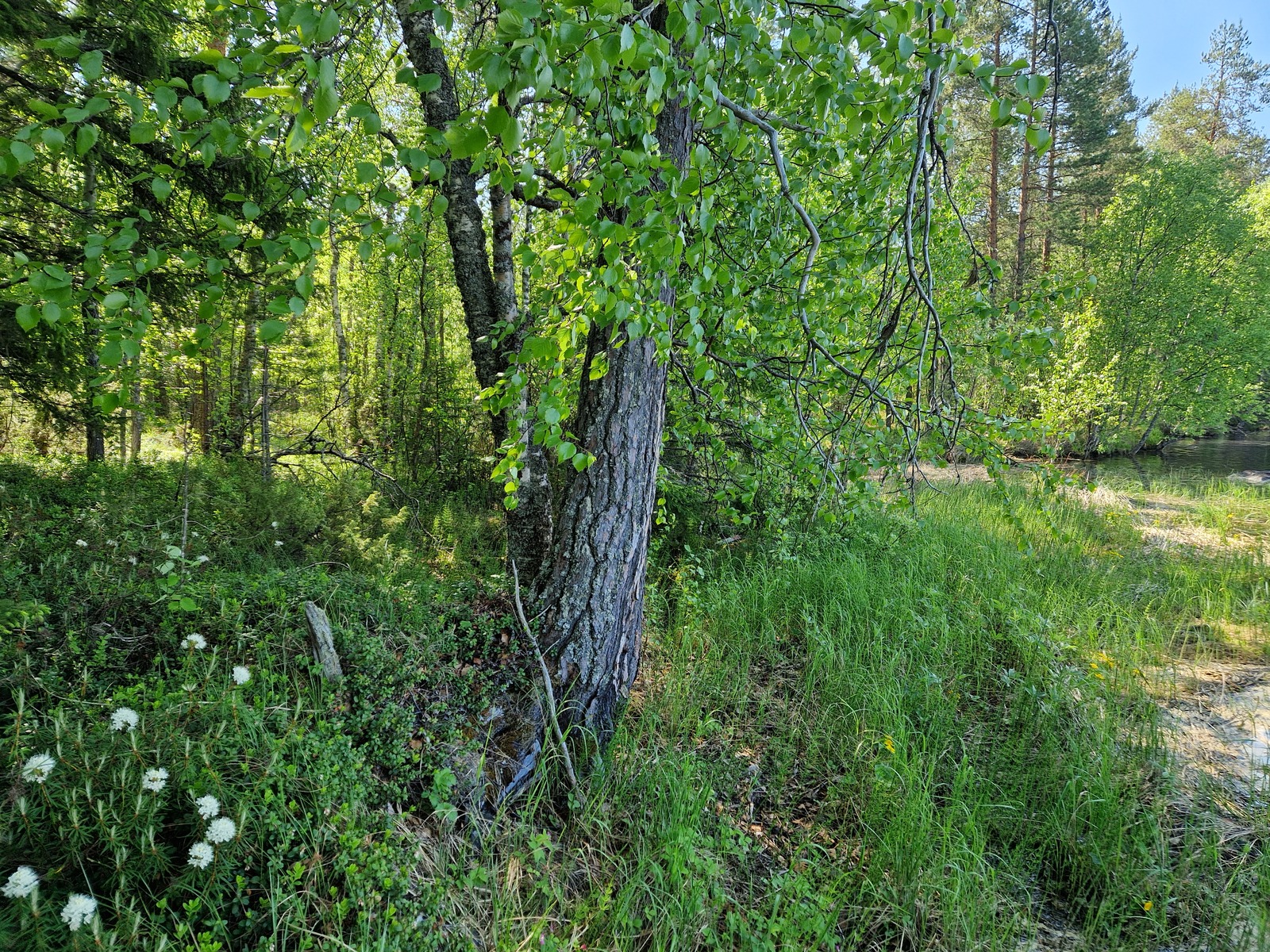 Rannalla kasvaa lehtipuita
