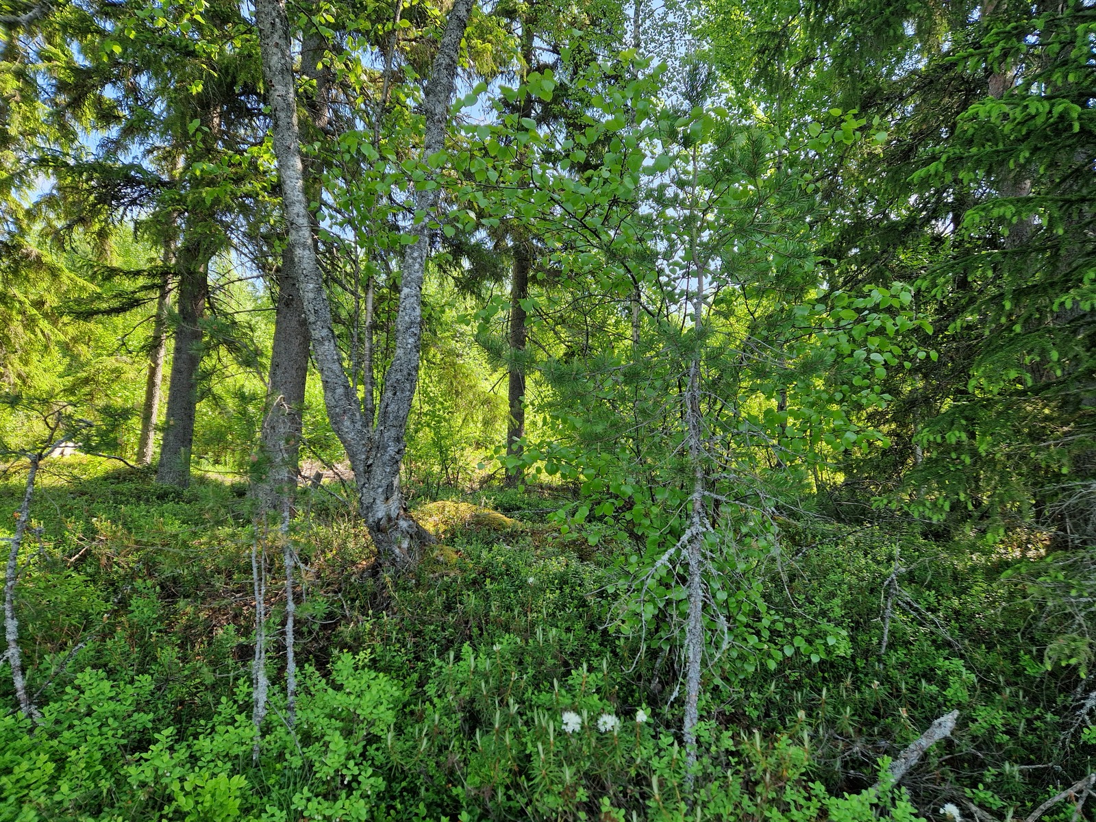 Kuva järveltä päin. Kuvassa lehtipuustoa.