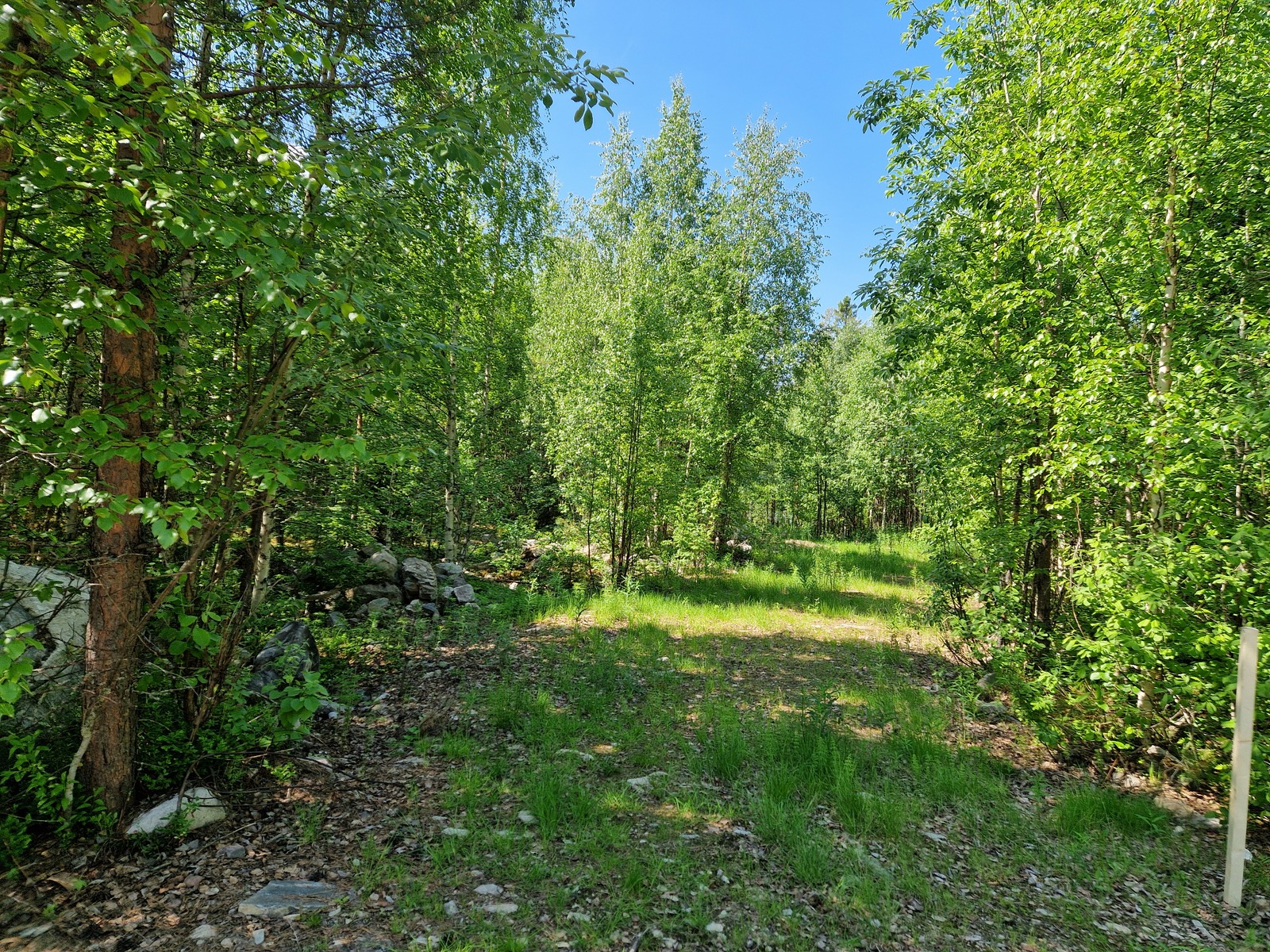 Tontin takamaastoa, kuvassa näkyy tonttipaalu oikeassa laidassa.