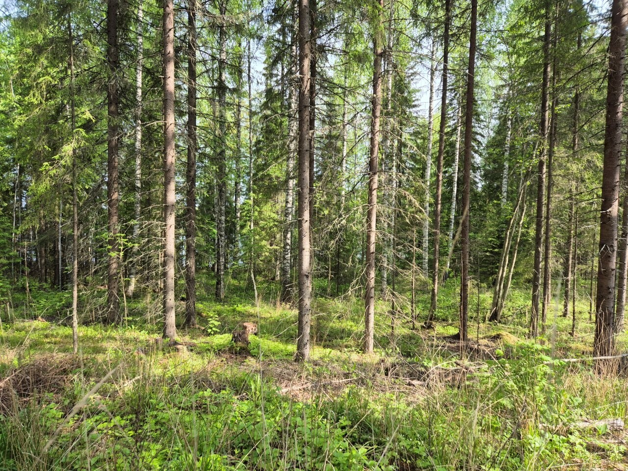 Aurinko paistaa kuusivaltaiseen sekametsään.
