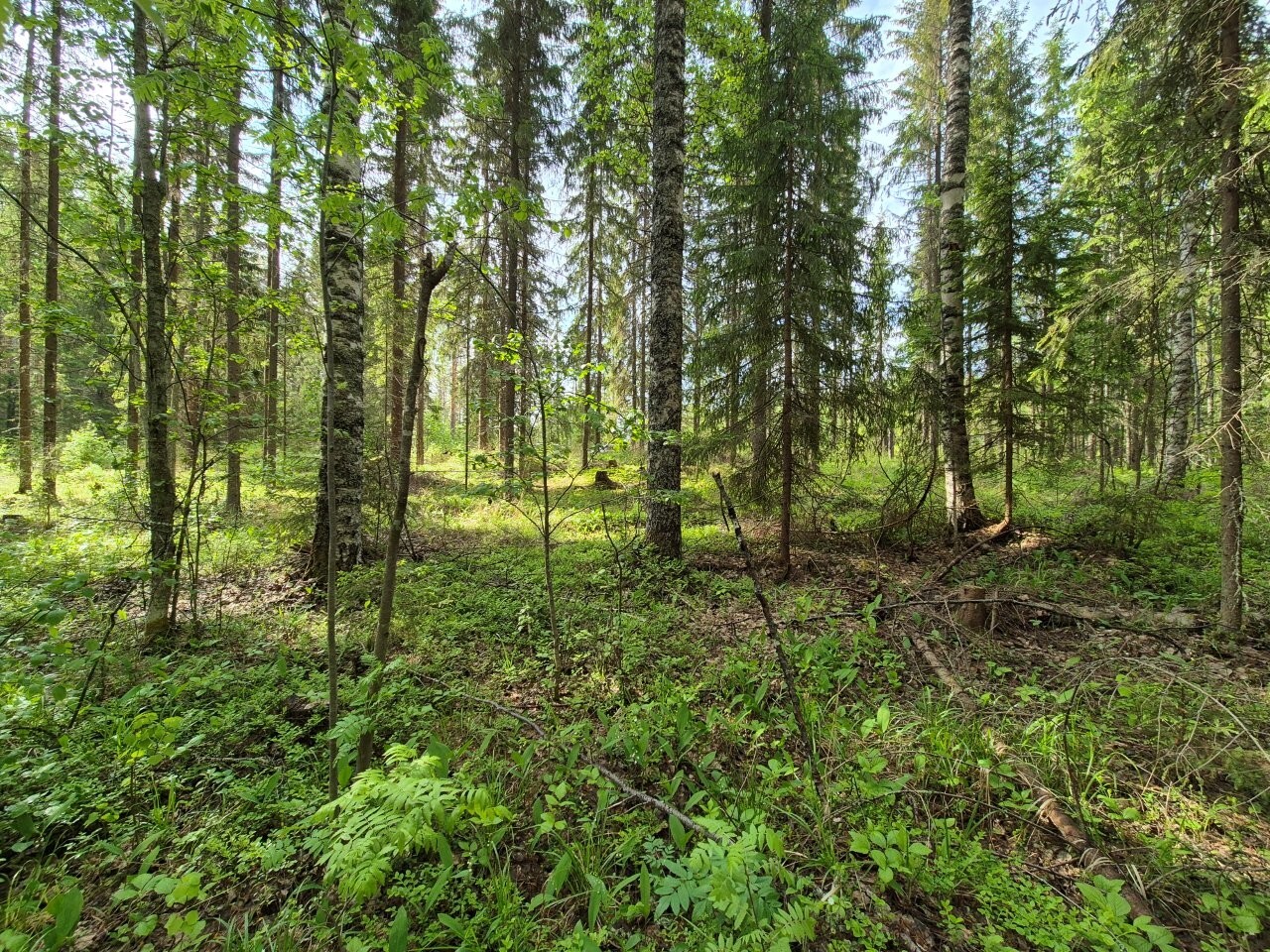 Aurinko paistaa kuusivaltaiseen sekametsään.