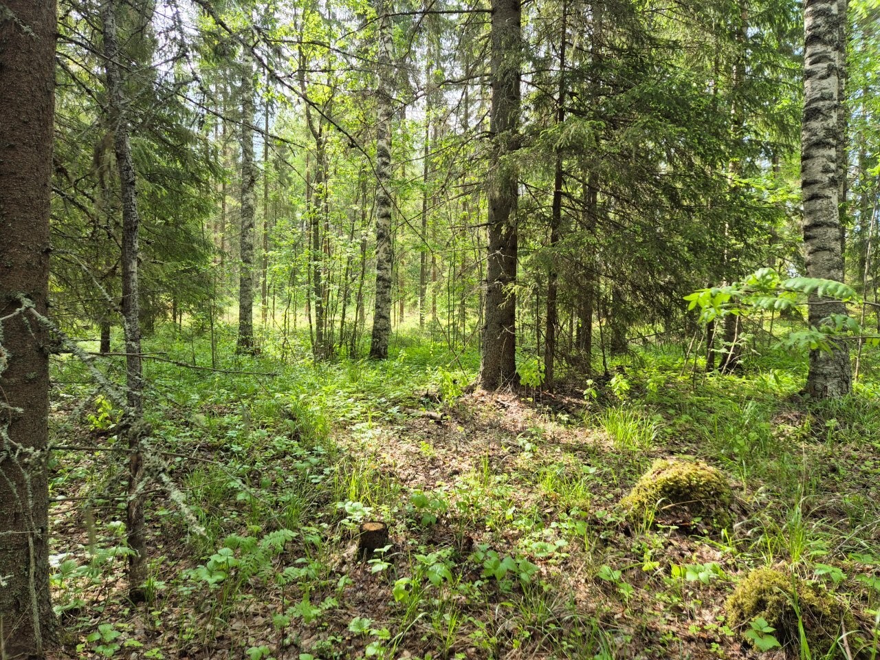 Aurinko paistaa kuusivaltaiseen sekametsään.