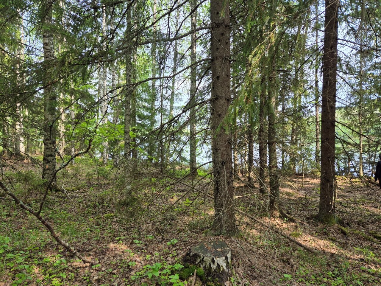 Rannan puustoa, kuusia ja koivuja, taustalla pilkistää järvi.
