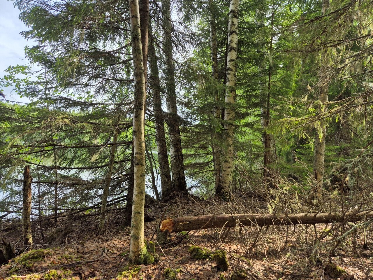 Rannalla kasvaa koivuja ja kuusia, yksi puu on kaatunut maahan.