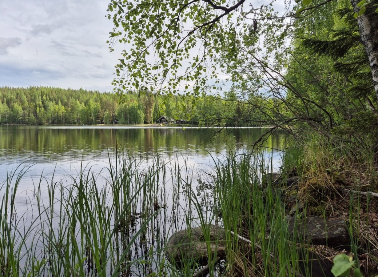 Järvimaisema vastarannalle, etualalla kasvaa vesikasveja, puun oksat työntyvät kuvaan.