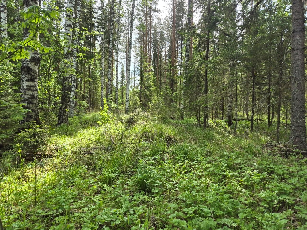 Aurinko paistaa sekametsään. Maassa kasvaa paljon erilaisia vihreitä kasveja.