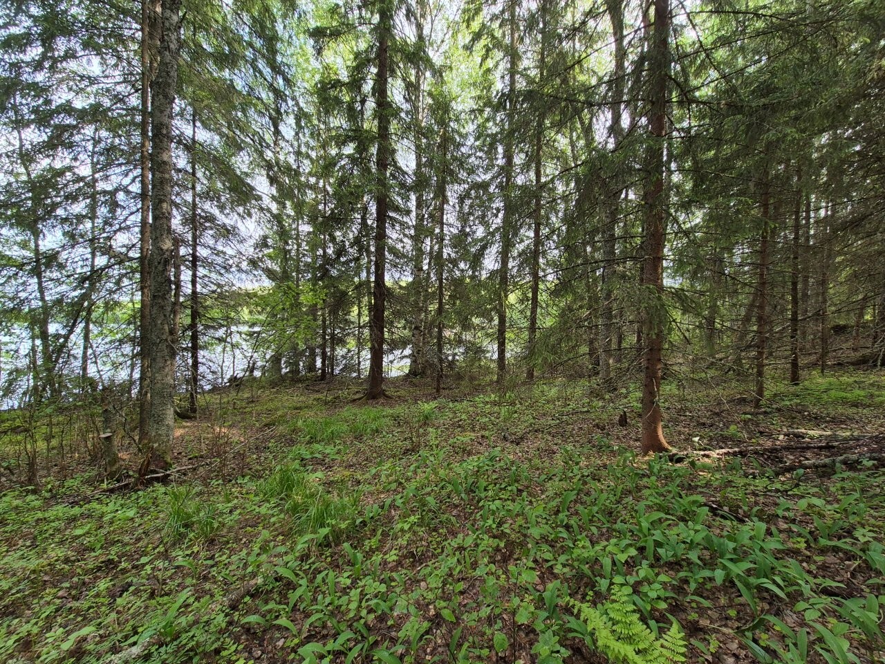 Rannan kuusivaltaista sekametsää, taustalla pilkistää järvi.