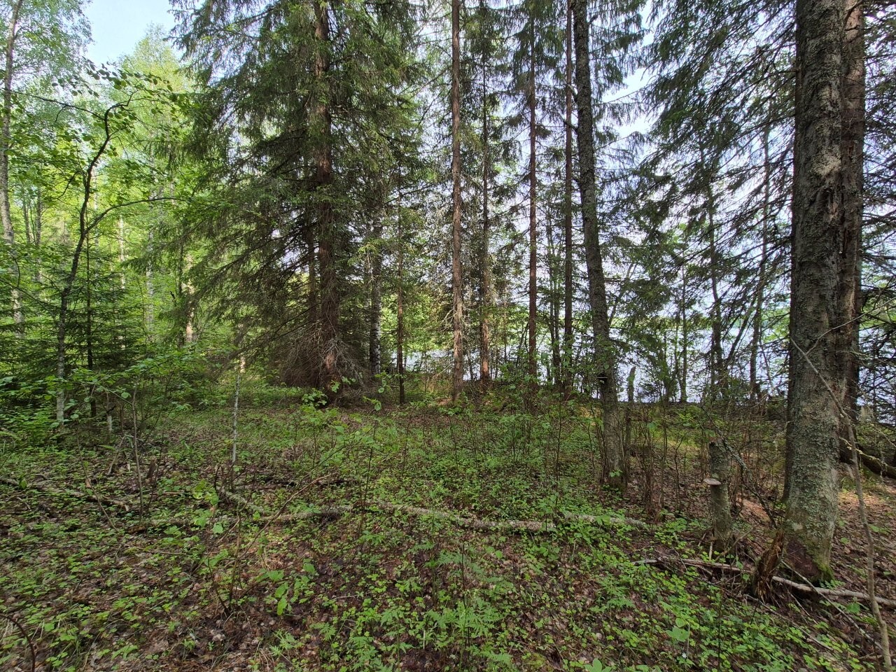 Rannan kuusivaltaista sekametsää, taustalla pilkistää järvi.