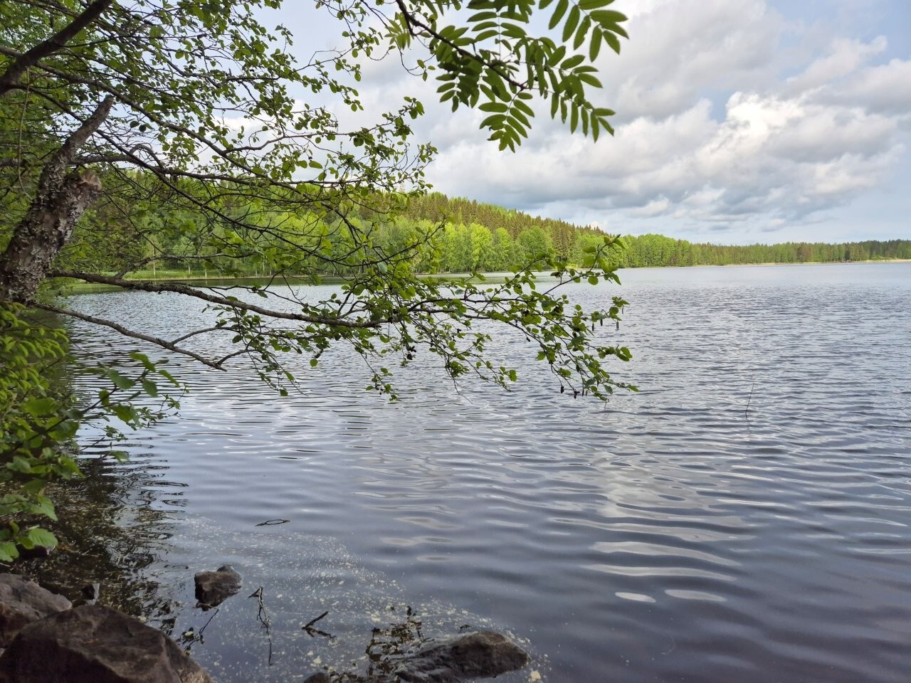 Maisema järvelle, pihlajan oksat työntyvät kuvaan, taivaalla on pilviä.