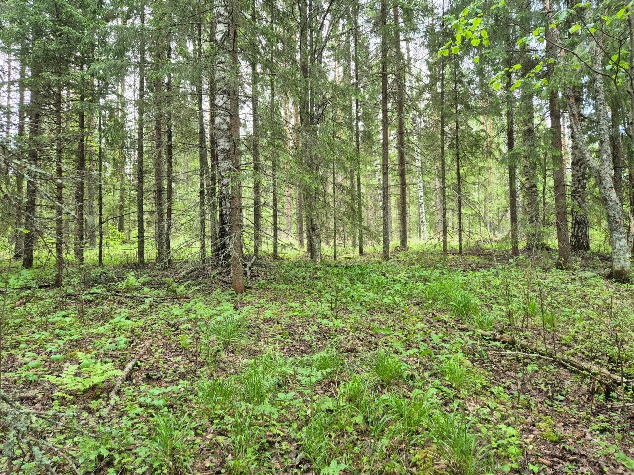 Sekametsää, maassa kasvaa heinikkoa.