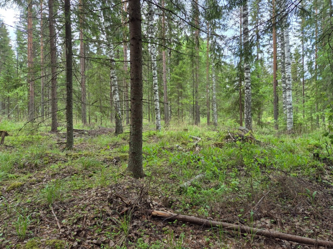 Sekametsää, maassa kasvaa heinikkoa.