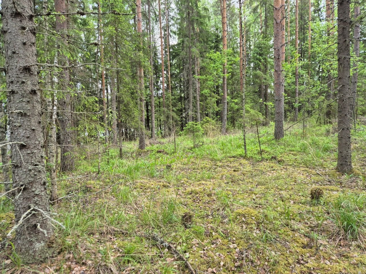 Sekametsää, maassa kasvaa heinikkoa.