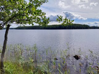 Maisema vastarannalle, vedessä on kiviä ja ruokoja, puun oksat työntyvät kuvaan.