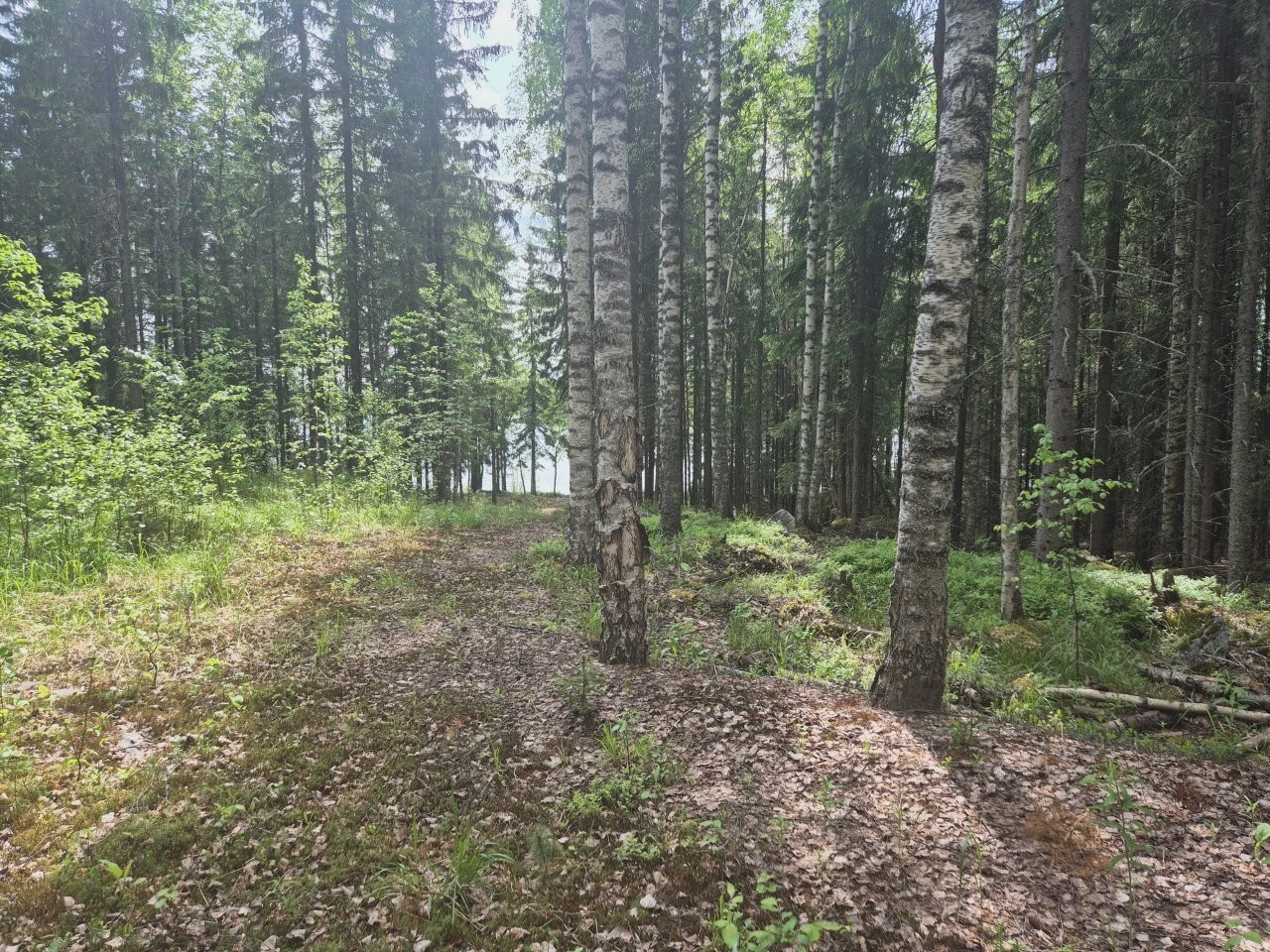 Tontin maastoa rantaan päin, koivuja ja kuusia, vesistö pilkottaa kauempana.