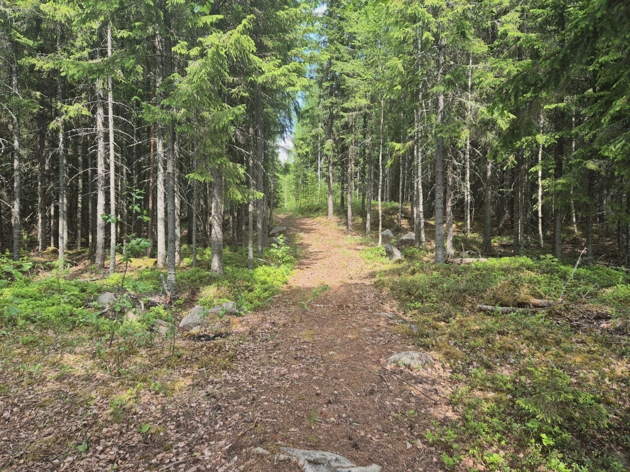 Polku rannasta ylemmäs tontille, tontilla kasvaa kuusia ja mäntyjä.