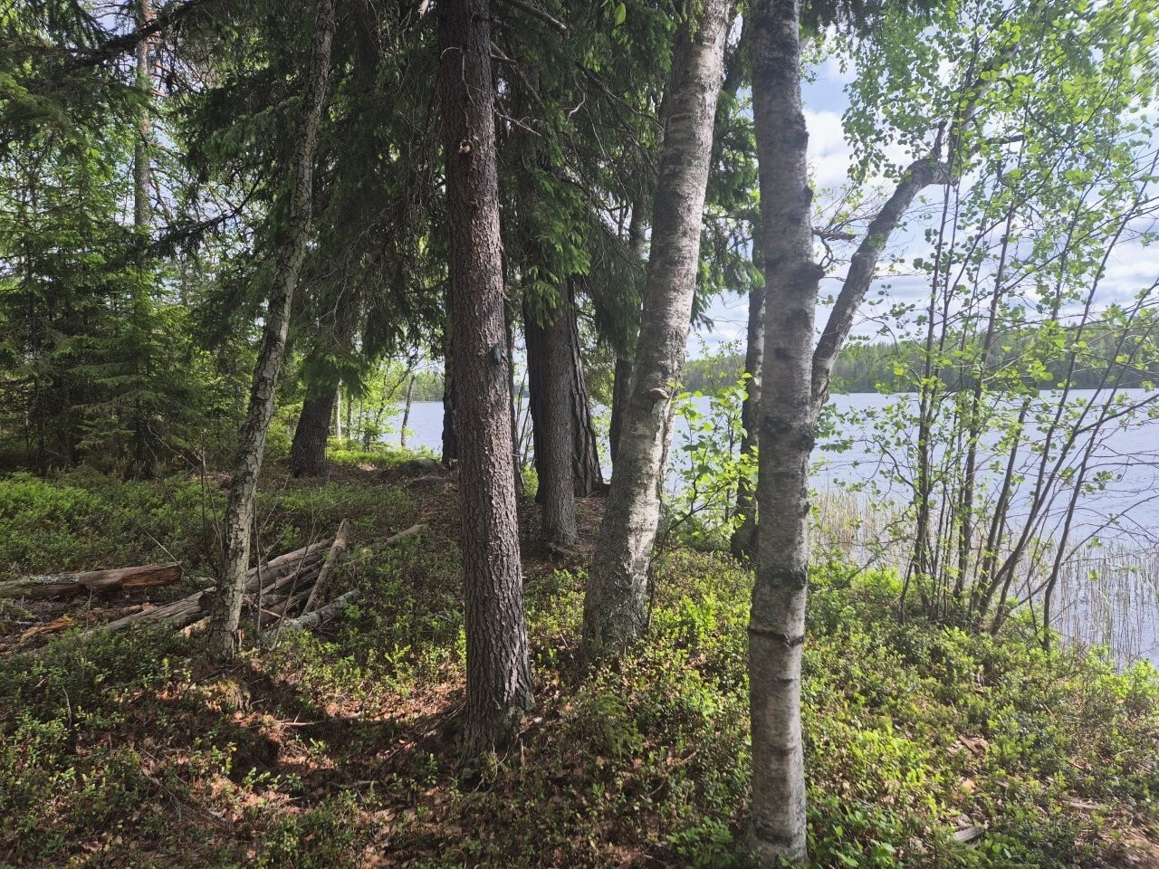 Rannalla kasvaa koivuja ja kuusia.