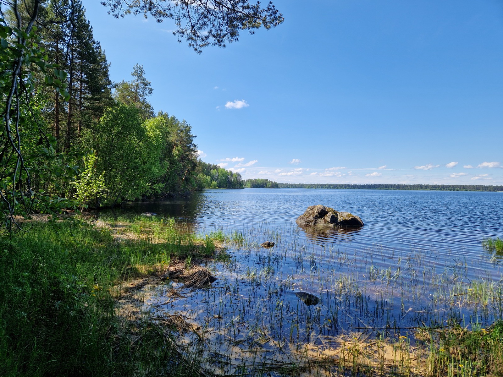 Näkymä järvelle, rannassa kasvaa mäntyjä ja koivuja