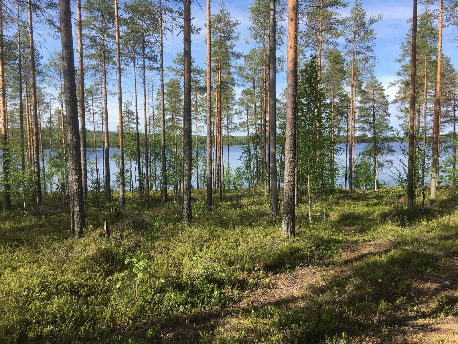 Mäntyvaltaisen metsän takana häämöttää järvimaisema.