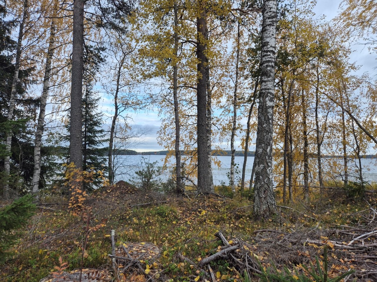 Maisema mantereelta järvelle, etualalla korjuutähteitä maassa, oksia ja risuja.