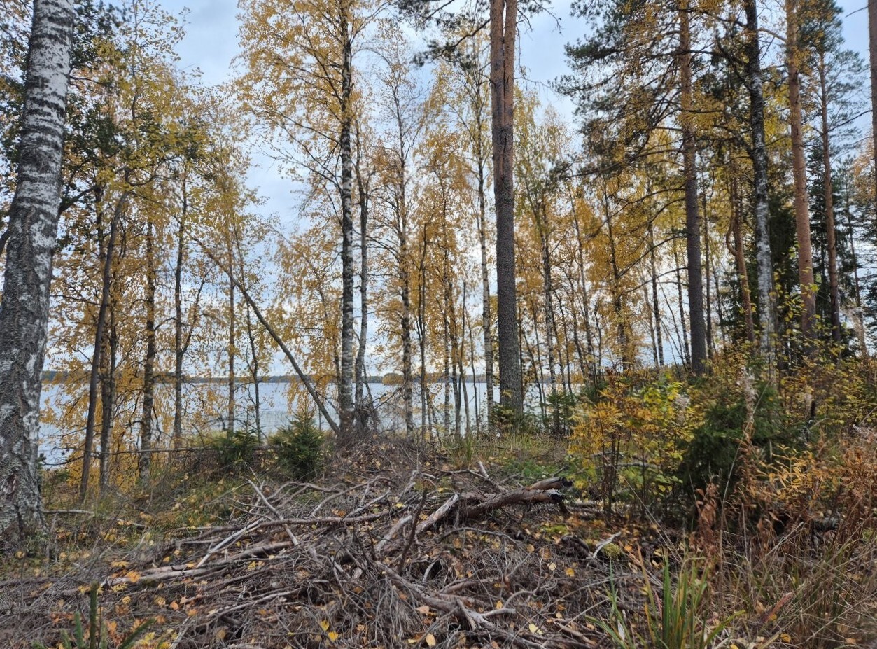 Maisema mantereelta järvelle, etualalla korjuutähteitä maassa, oksia ja risuja.