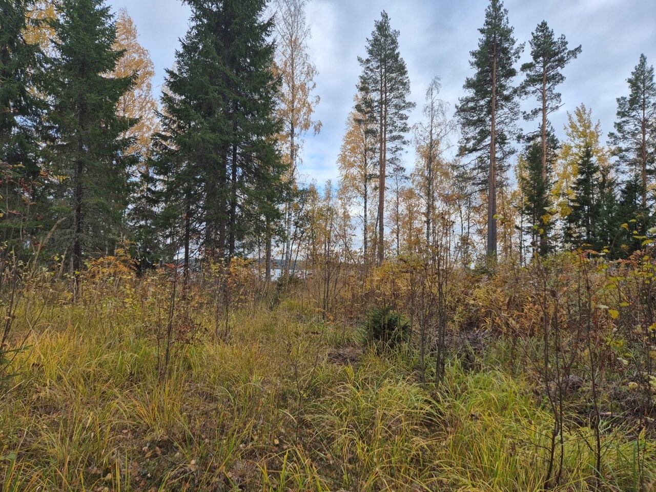 Tontin maasto on tasainen, maassa kasvaa heinikkoa ja kauempana näkyy lehti- ja havupuita.
