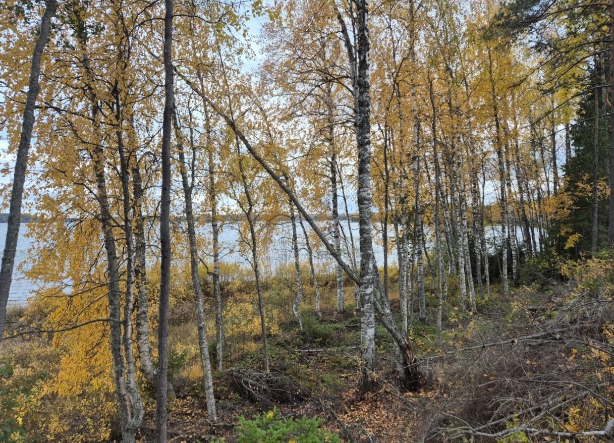 Maisema mantereelta järvelle, rannalla kasvaa koivuja joissa on keltaiset lehdet.