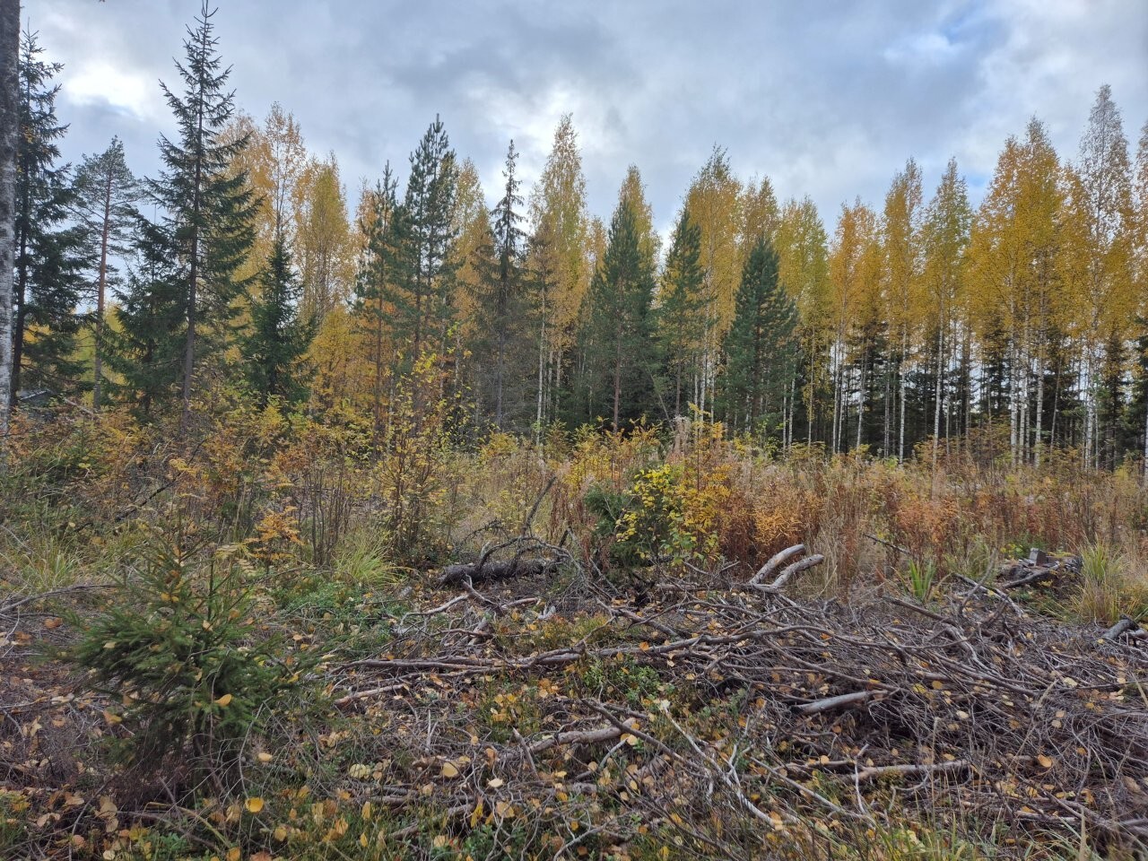 Tontin maasto on tasainen, maassa on risuja ja oksia, kauempana näkyy lehti- ja havupuita.