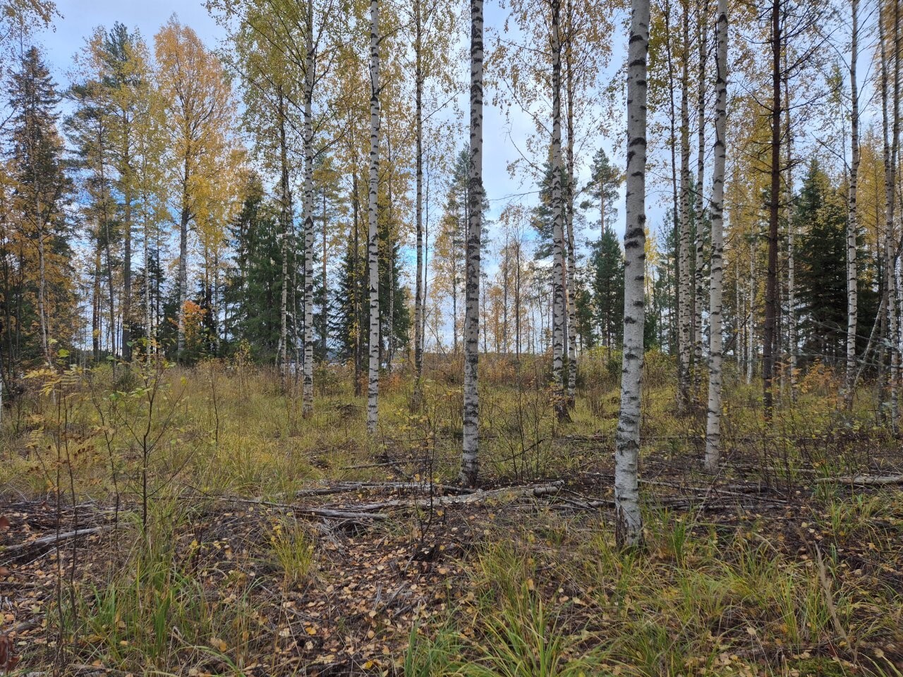 Tasaisella tontilla kasvaa koivuja ja maassa on heinikkoa sekä pudonneita lehtiä.