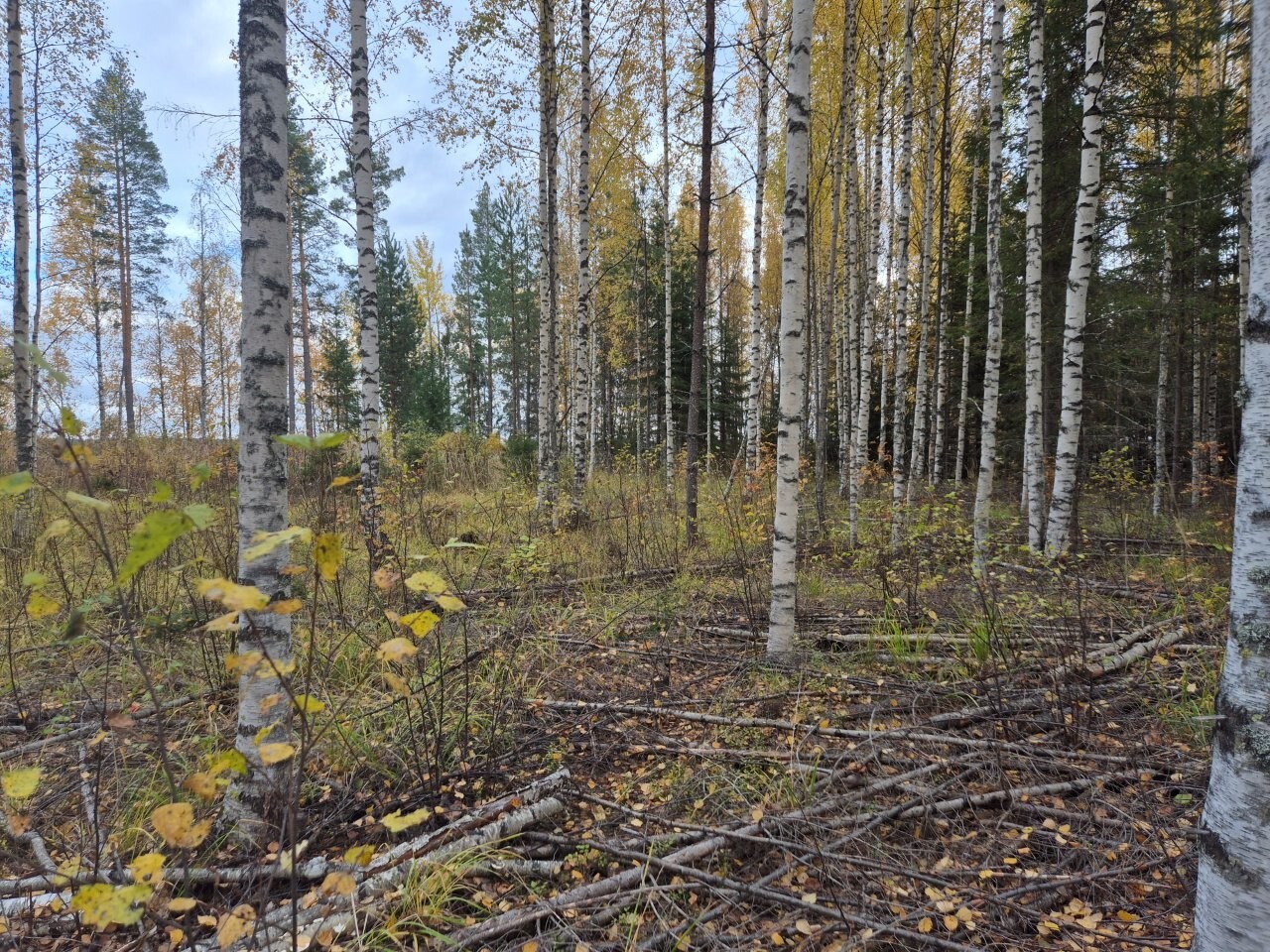 Tasaisella tontilla kasvaa koivuja, maassa on heinikkoa sekä risuja ja oksia.