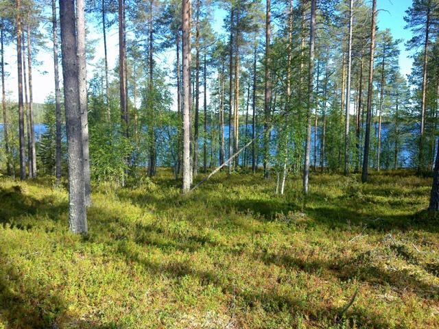 Mäntyvaltaisen metsän takana häämöttää järvimaisema.
