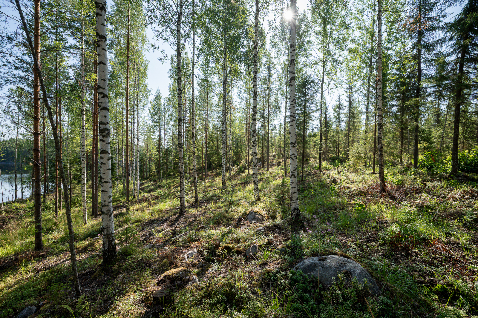 Auringossa kylpevää sekametsää.