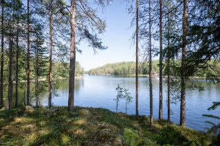 Rannalla kasvaa muutama puu, vastarannalle paistaa aurinko.
