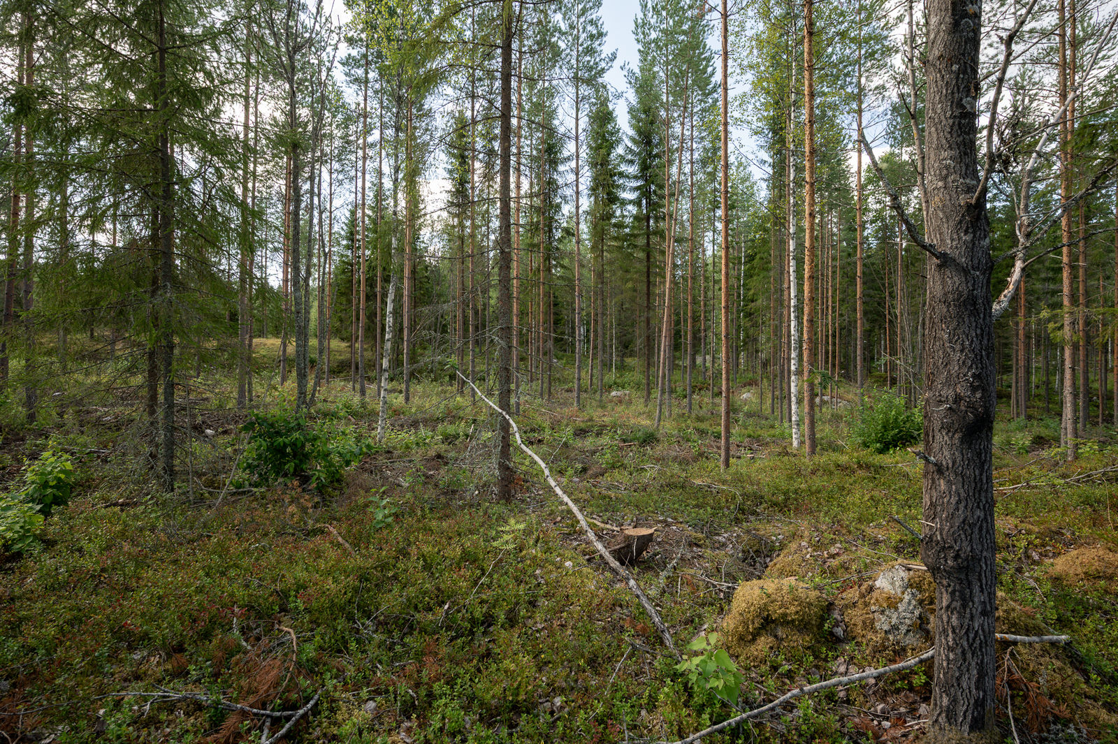 Hyvin harvennettu havupuuvaltainen metsä.