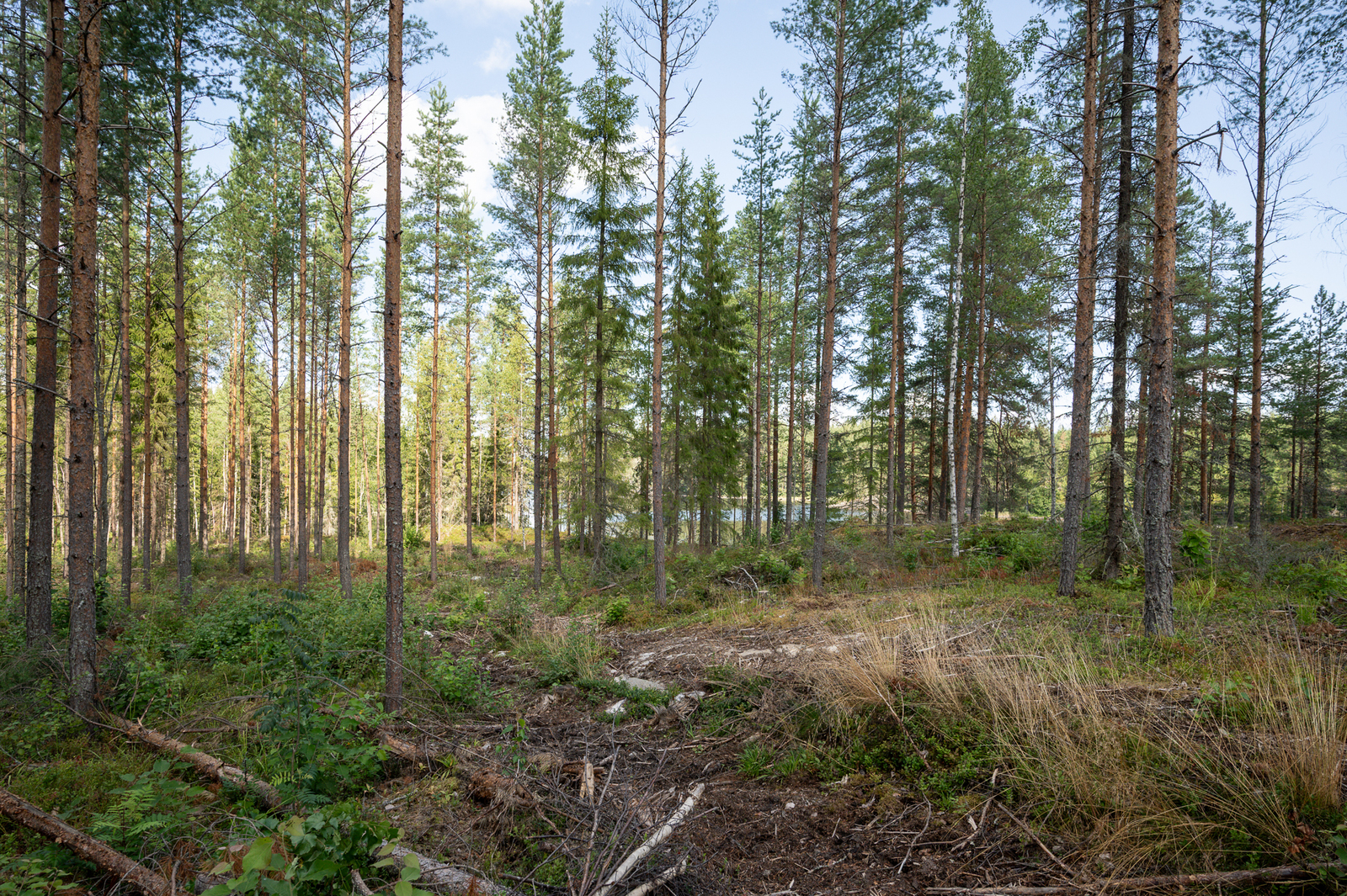 Sekapuustoinen hyvin harvennettu metsä, metsän takaa pilkottaa järvi.