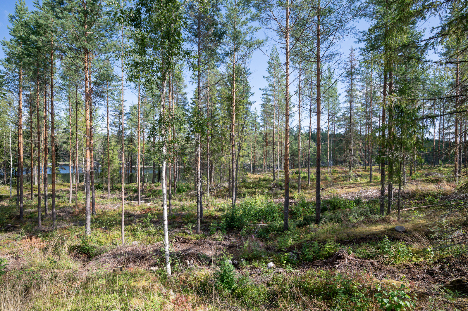 Sekapuustoinen hyvin harvennettu metsä, metsän takaa pilkottaa järvi.