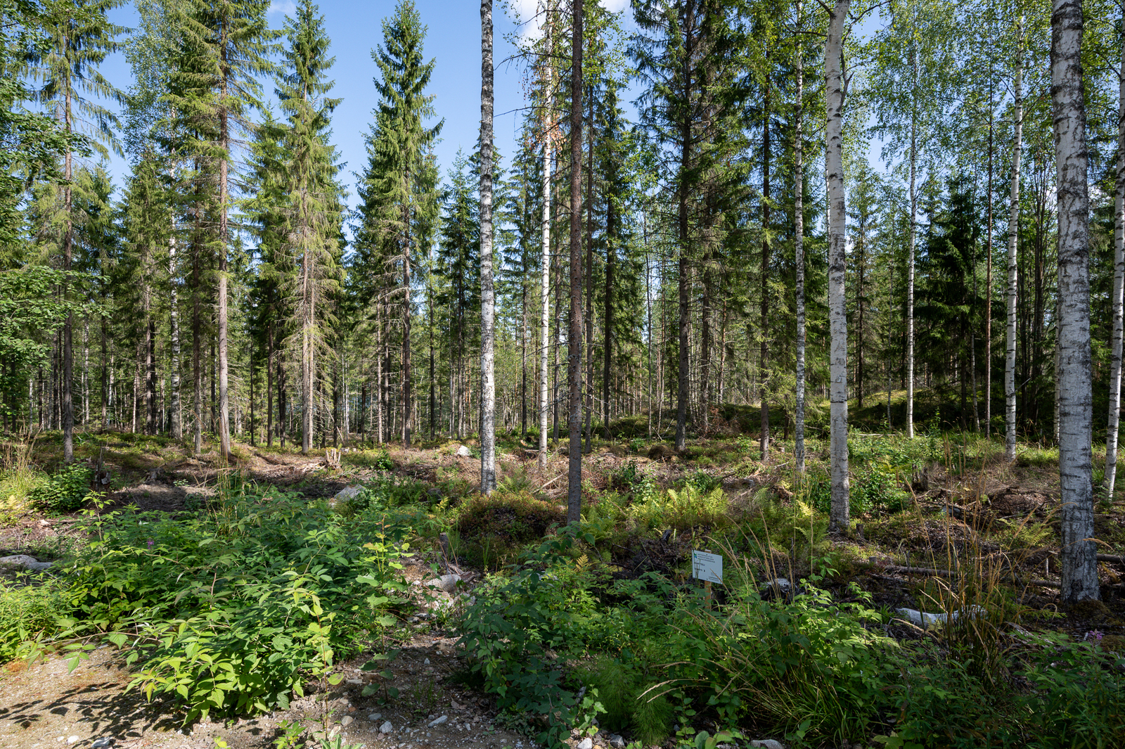 Havupuuvaltainen metsä, tonttikyltti näkyy kasvillisuuden joukosta.