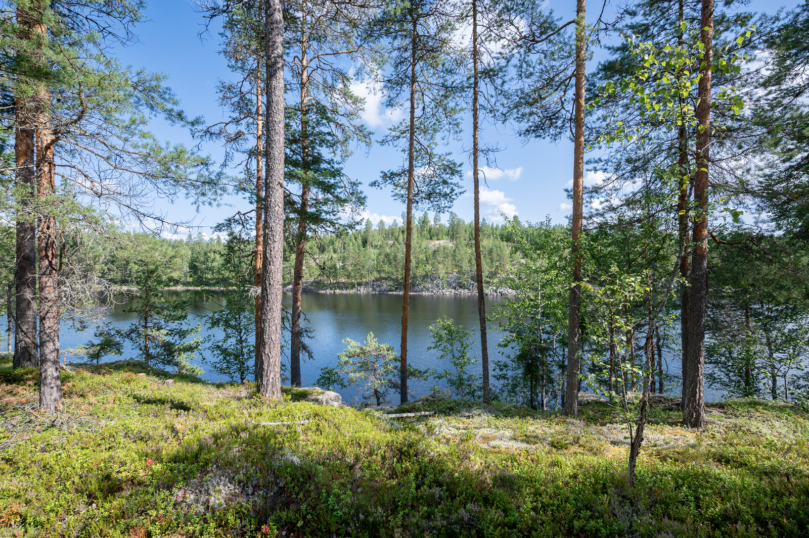 Rannalla kasvaa muutama puu, vastarannalle paistaa aurinko.