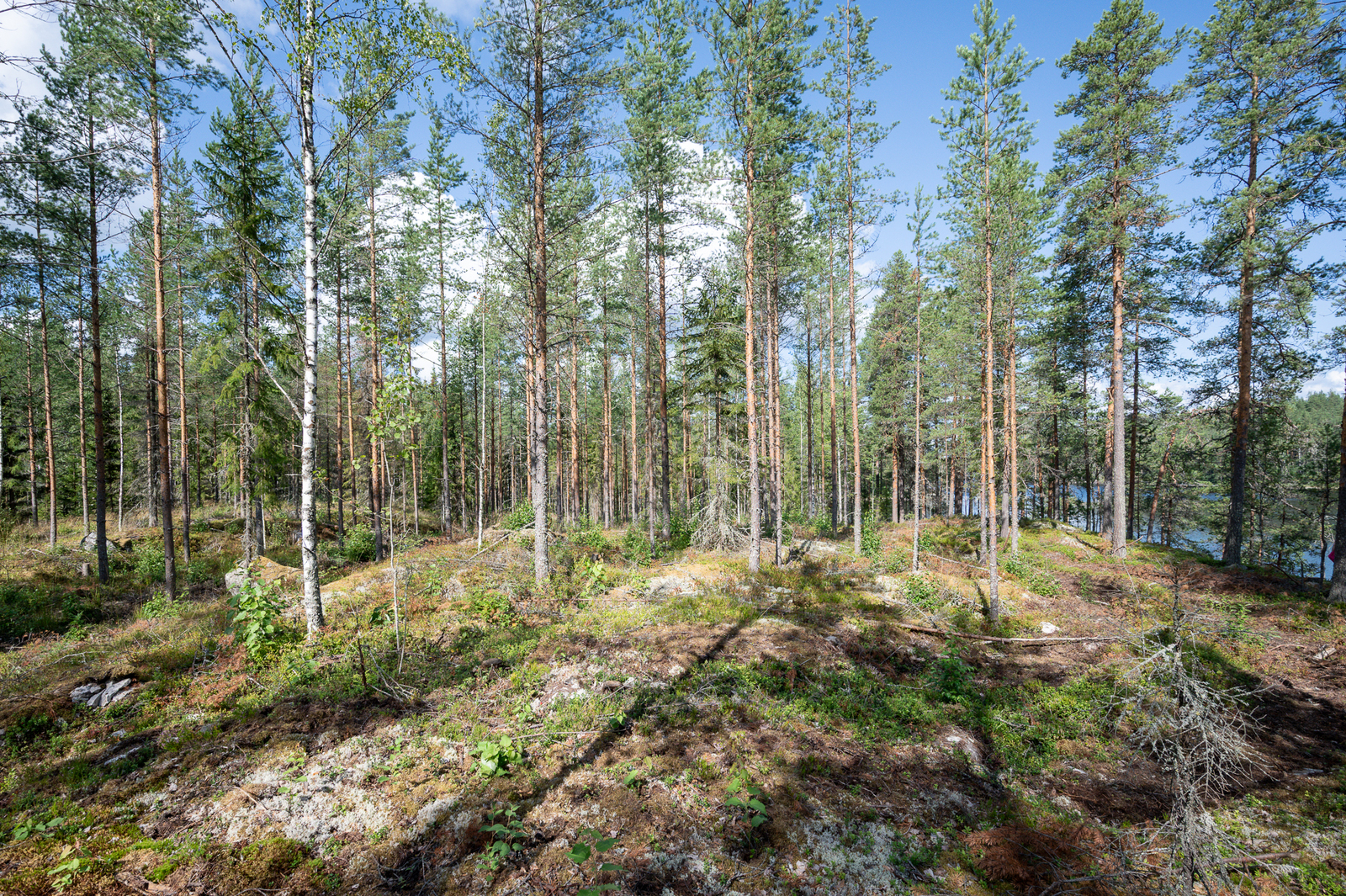Auringossa kylpevää sekametsää, maassa kasvaa sammalia ja jäkälää.