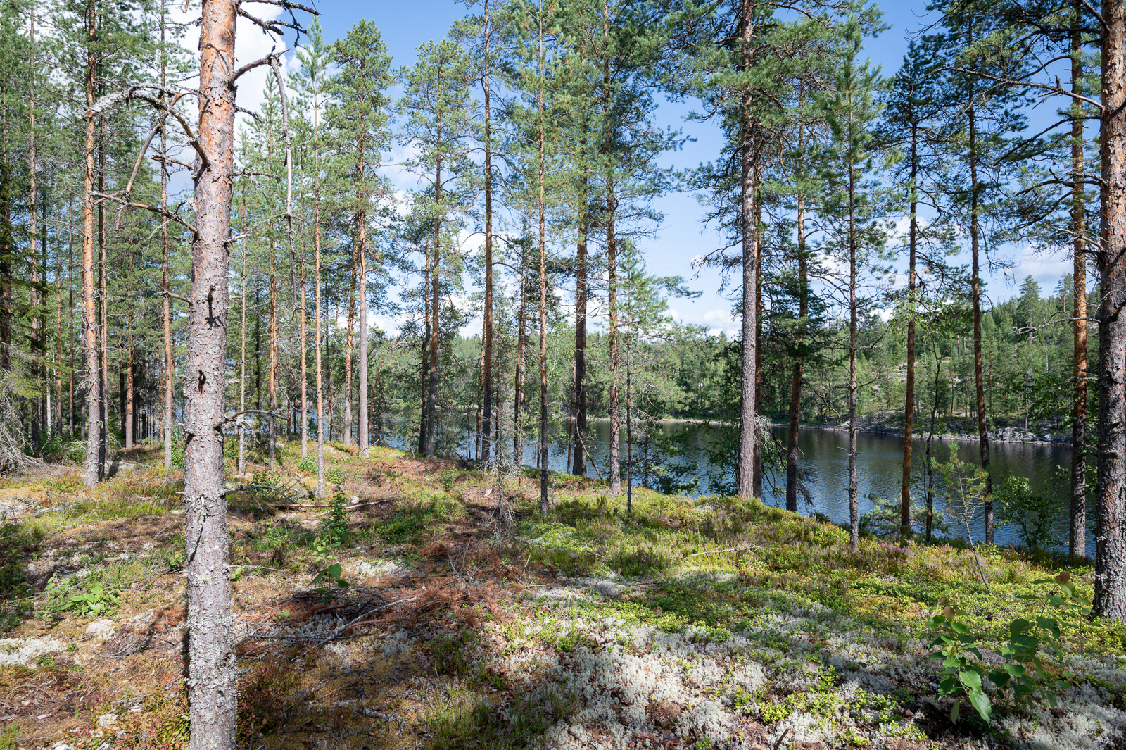 Auringossa kylpevää sekametsää, maassa kasvaa sammalia ja jäkälää.
