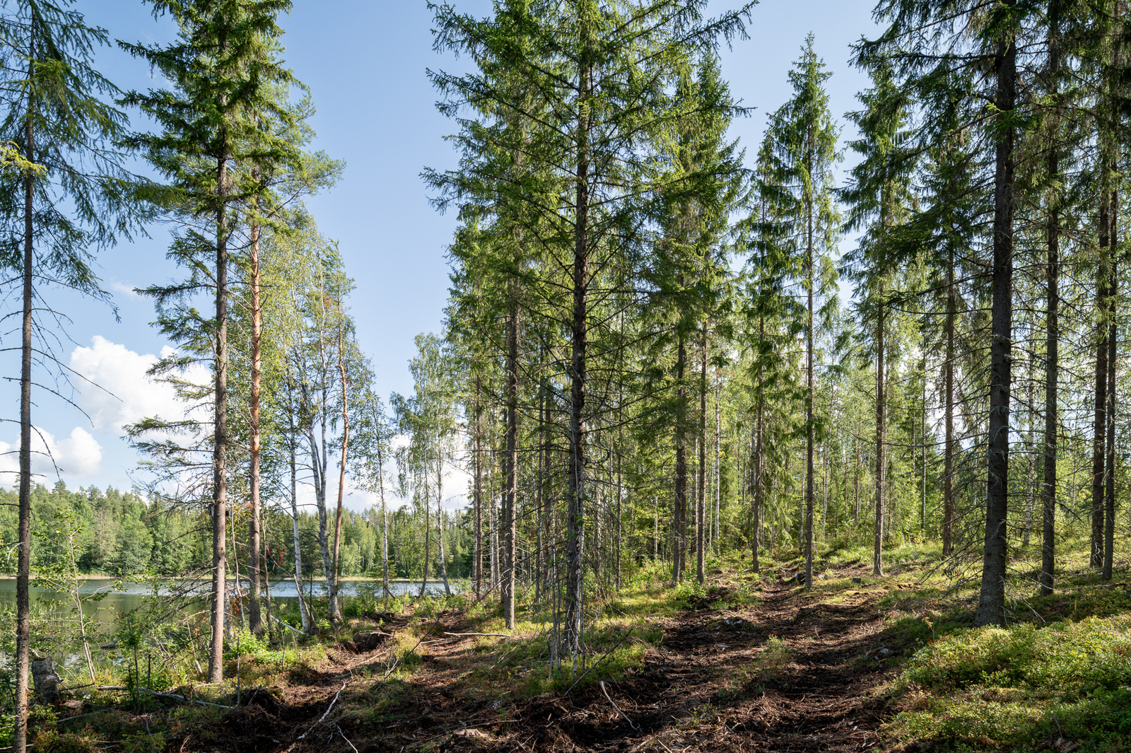 Hyvin harvennettua kuusimetsää, moton urat näkyvät maassa, puiden takaa pilkistää järvi.
