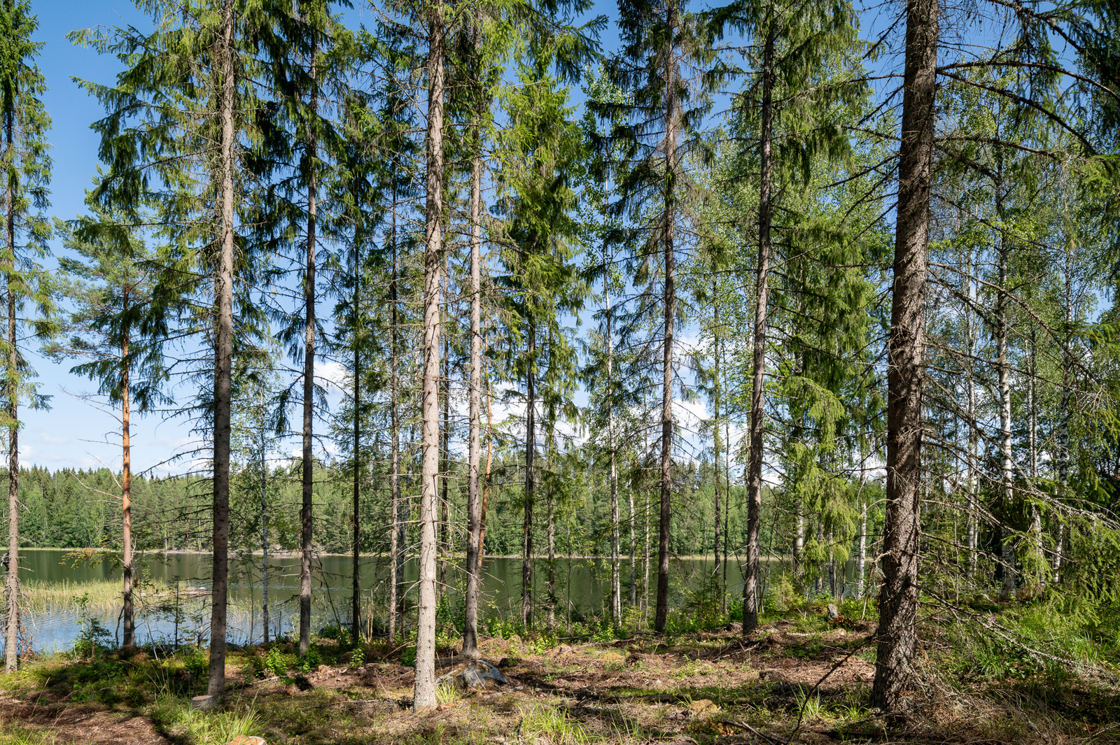 Rannan kuusimetsää, moton urat näkyvät maassa, puiden takaa pilkistää järvi.