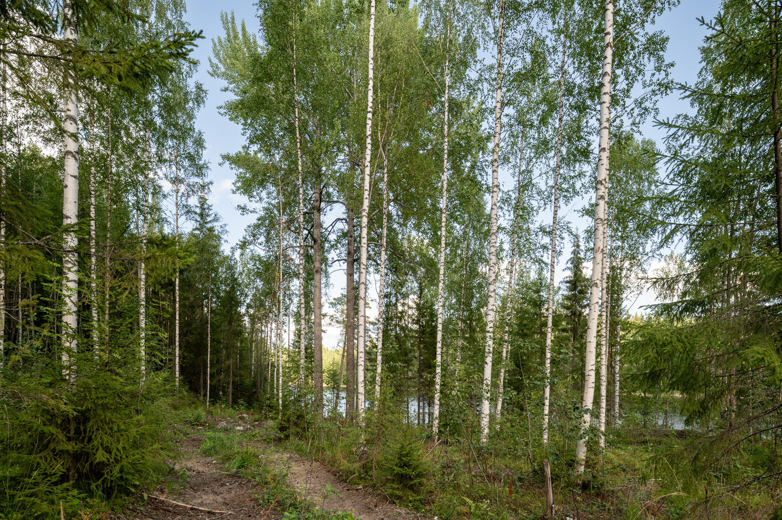 Rannassa kasvaa koivuja ja muutama havupuu, metsäkoneen urat kulkevat metsään.