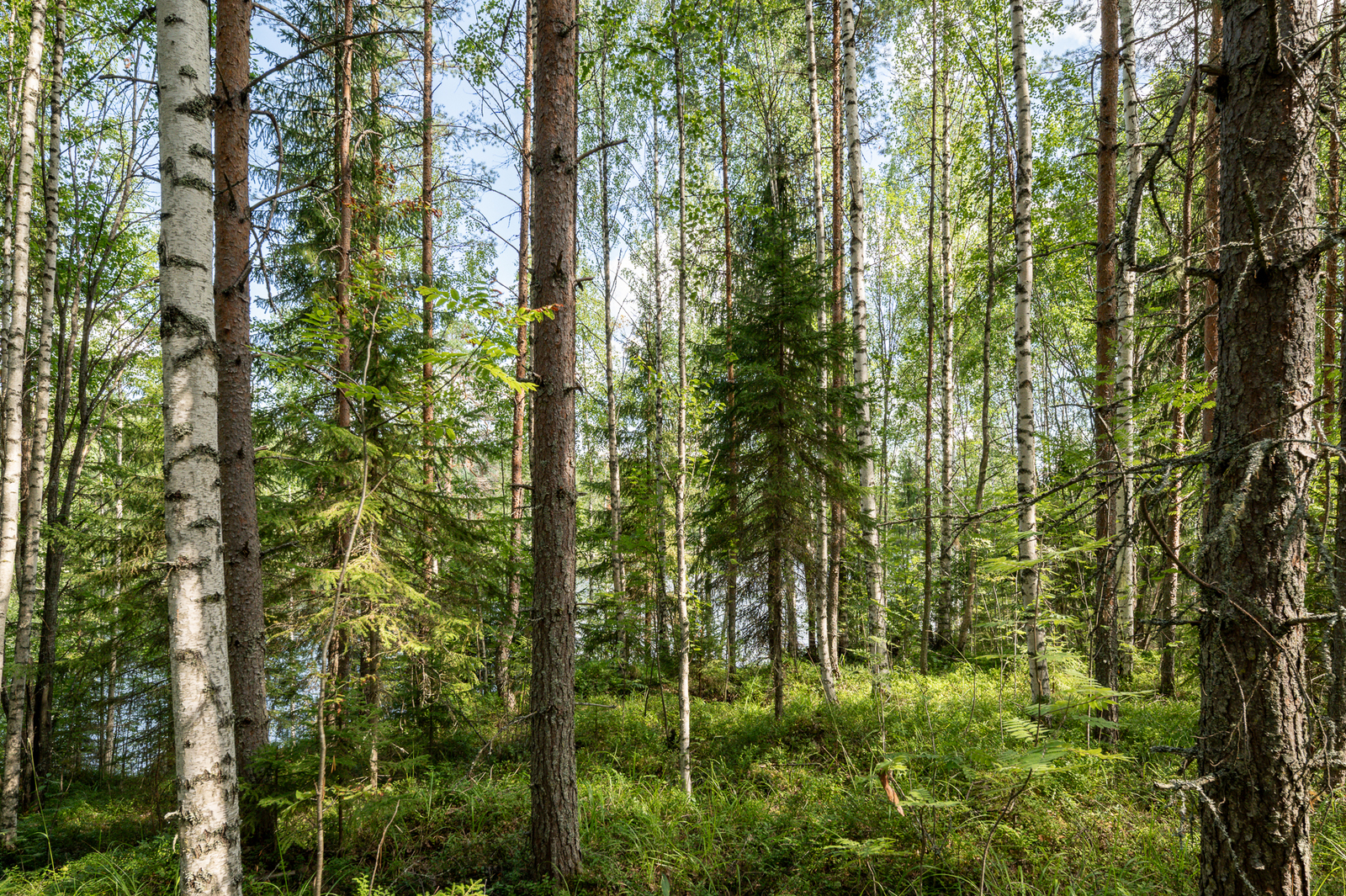 Sekametsä jossa kasvaa koivuja, kuusia ja mäntyjä.