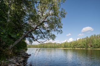 Kivikkoinen ranta, metsän puita kaartuu veden ylle.